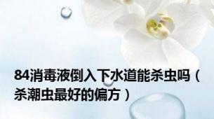 84消毒液倒入下水道能杀虫吗（杀潮虫最好的偏方）