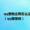 qq宠物企鹅怎么没有了（qq宠保姆）