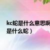 kc蛇是什么意思啊（kc是什么蛇）