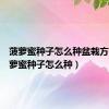 菠萝蜜种子怎么种盆栽方法（菠萝蜜种子怎么种）