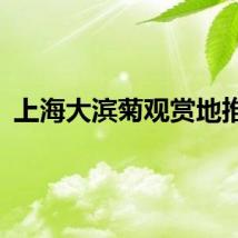 上海大滨菊观赏地推荐