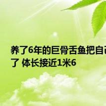 养了6年的巨骨舌鱼把自己摔死了 体长接近1米6