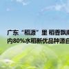 广东“稻源”里 稻香飘南北 省内80%水稻新优品种源自此