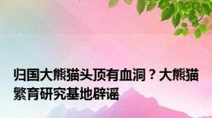 归国大熊猫头顶有血洞？大熊猫繁育研究基地辟谣