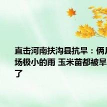 直击河南扶沟县抗旱：俩月只下一场极小的雨 玉米苗都被旱“迷糊”了