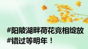 #阳陂湖畔荷花竞相绽放#错过等明年！