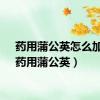 药用蒲公英怎么加工（药用蒲公英）