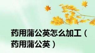 药用蒲公英怎么加工（药用蒲公英）