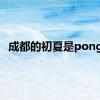 成都的初夏是pong香