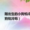 刚出生的小狗怕冷吗（狗怕冷吗）