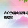 农户为漫山遍野杨梅树搭蚊帐