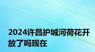 2024许昌护城河荷花开放了吗现在