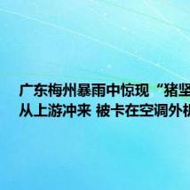 广东梅州暴雨中惊现“猪坚强”：从上游冲来 被卡在空调外机上