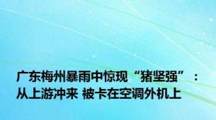 广东梅州暴雨中惊现“猪坚强”：从上游冲来 被卡在空调外机上