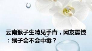 云南猴子生啃见手青，网友震惊：猴子会不会中毒？