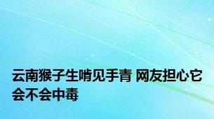 云南猴子生啃见手青 网友担心它会不会中毒