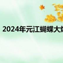 2024年元江蝴蝶大爆发