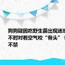 狗狗疑因吃野生菌出现迷惑行为：不时对着空气咬“骨头” 让人忍俊不禁