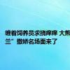 缠着饲养员求挠痒痒 大熊猫“曼兰”撒娇名场面来了