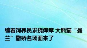 缠着饲养员求挠痒痒 大熊猫“曼兰”撒娇名场面来了