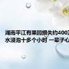 湖南平江有果园损失约400万：洪水浸泡十多个小时 一辈子心血没了