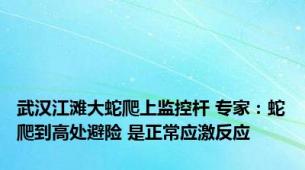 武汉江滩大蛇爬上监控杆 专家：蛇爬到高处避险 是正常应激反应