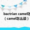 bactrian camel怎么读（camel怎么读）