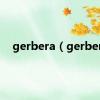 gerbera（gerber）