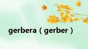 gerbera（gerber）