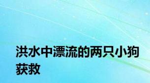 洪水中漂流的两只小狗获救