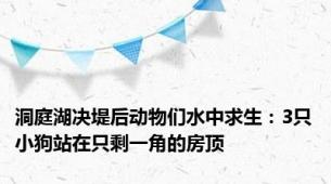 洞庭湖决堤后动物们水中求生：3只小狗站在只剩一角的房顶