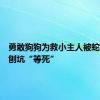 勇敢狗狗为救小主人被蛇咬伤后刨坑“等死”