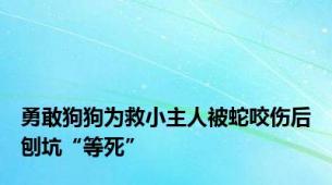 勇敢狗狗为救小主人被蛇咬伤后刨坑“等死”