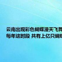 云南出现彩色蝴蝶漫天飞舞奇观：每年这时段 共有上亿只蝴蝶飞出