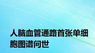 人脑血管通路首张单细胞图谱问世