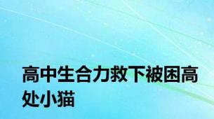 高中生合力救下被困高处小猫