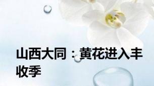 山西大同：黄花进入丰收季