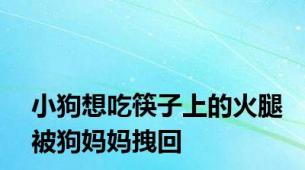 小狗想吃筷子上的火腿被狗妈妈拽回