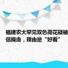 福建农大罕见双色荷花疑被一对情侣摘走，理由是“好看”