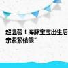 超温馨！海豚宝宝出生后“与母亲紧紧依偎”