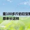 重100多斤的巨型野生菌原来长这样