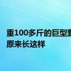 重100多斤的巨型野生菌原来长这样