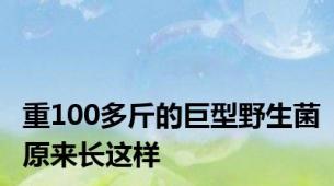 重100多斤的巨型野生菌原来长这样