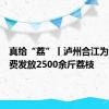 真给“荔”丨泸州合江为市民免费发放2500余斤荔枝