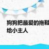 狗狗把最爱的拖鞋分享给小主人