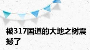 被317国道的大地之树震撼了