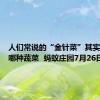 人们常说的“金针菜”其实是以下哪种蔬菜  蚂蚁庄园7月26日答案