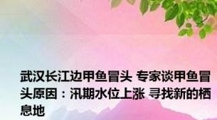 武汉长江边甲鱼冒头 专家谈甲鱼冒头原因：汛期水位上涨 寻找新的栖息地