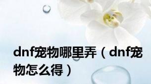 dnf宠物哪里弄（dnf宠物怎么得）