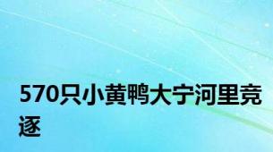 570只小黄鸭大宁河里竞逐